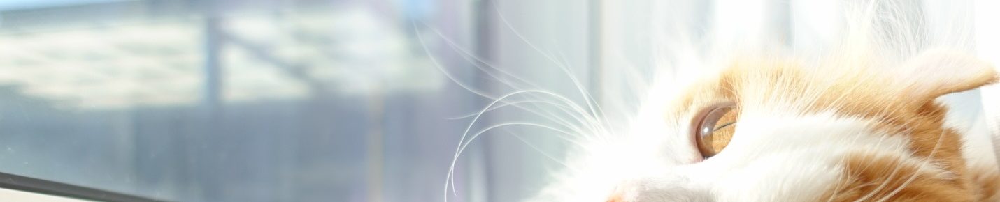 ひなたぼっこ通信