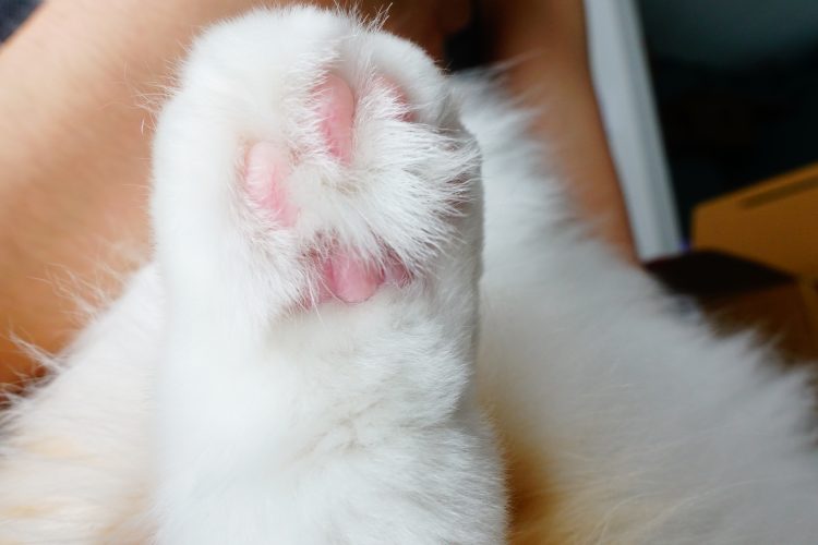 肉球の毛はバリカンカット かわいいピンク猫の手大復活 ビフォー アフター写真 ネコノコト