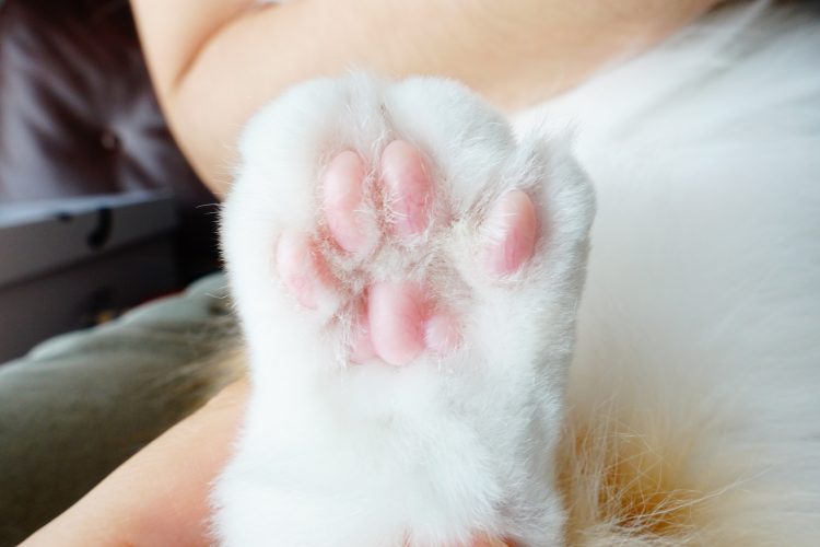 肉球の毛はバリカンカット かわいいピンク猫の手大復活 ビフォー アフター写真 ネコノコト