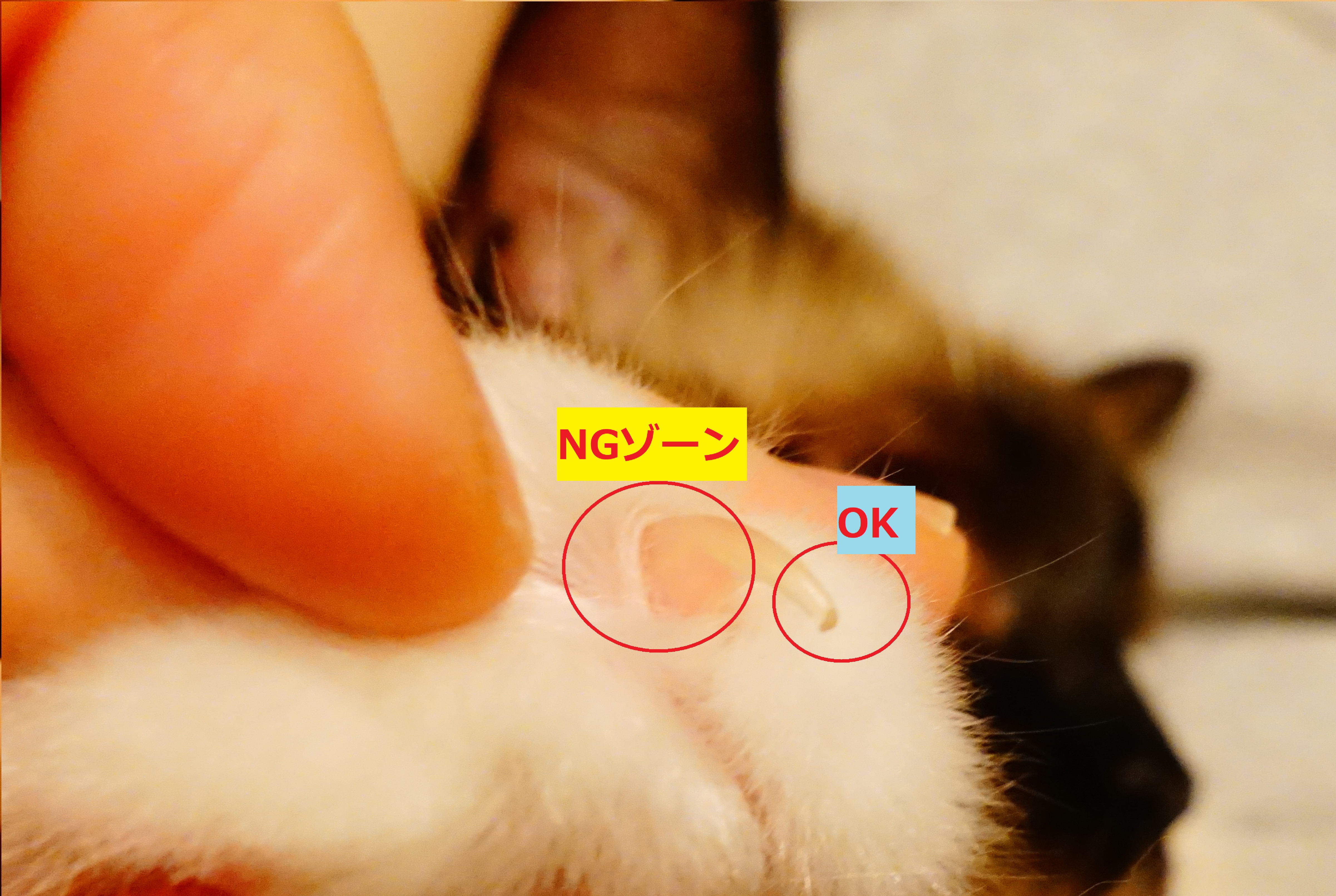 猫の爪切り どこまで切るか 分かりやすい画像付き実践 ネコノコト