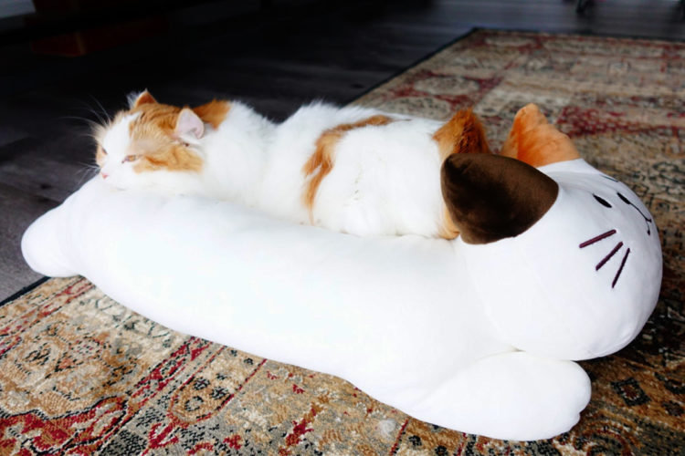 短足猫マンチカンと猫ベッド